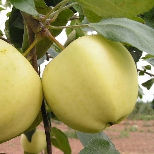 Яблоня домашняя 'Папировка' Яблоня домашняя 'Папировка'